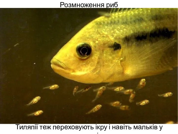 Розмноження риб Тиляпії теж переховують ікру і навіть мальків у роті