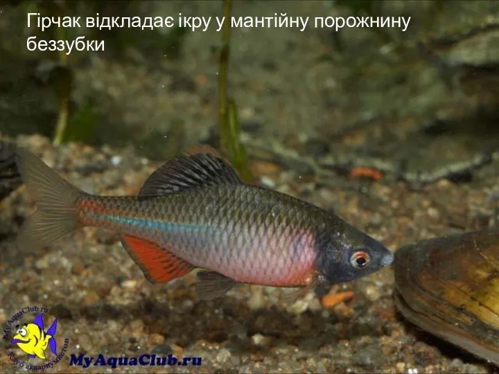 Розмноження риб Гірчак відкладає ікру у мантійну порожнину беззубки