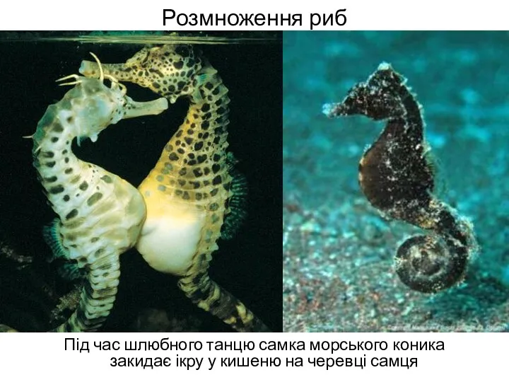 Розмноження риб Під час шлюбного танцю самка морського коника закидає ікру у кишеню на черевці самця