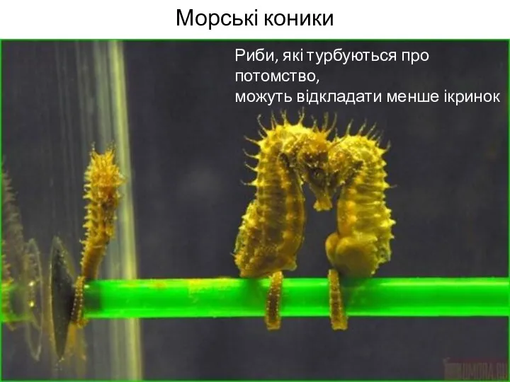 Морські коники Риби, які турбуються про потомство, можуть відкладати менше ікринок