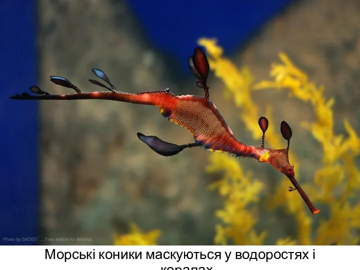 Розмноження риб Морські коники маскуються у водоростях і коралах