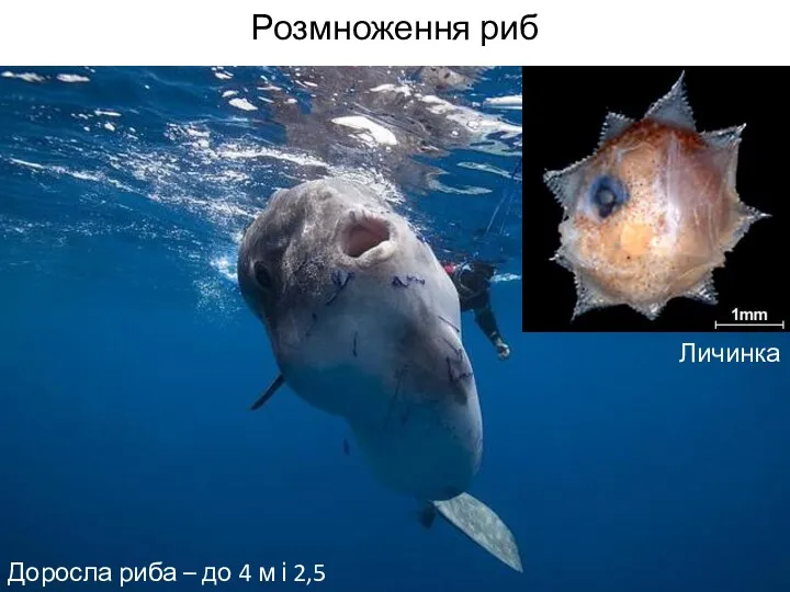 Розмноження риб Доросла риба – до 4 м і 2,5 т Личинка