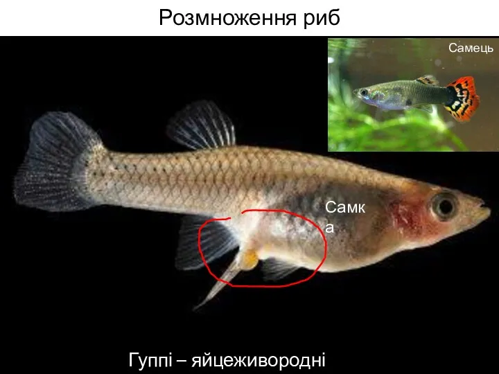 Розмноження риб Гуппі – яйцеживородні рибки Самка Самець