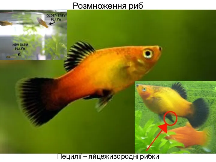 Розмноження риб Пецилії – яйцеживородні рибки