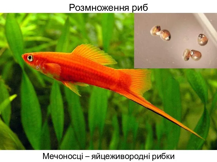 Розмноження риб Мечоносці – яйцеживородні рибки
