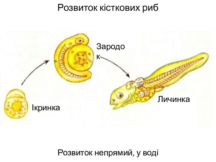Розвиток кісткових риб Розвиток непрямий, у воді я Ікринка Зародок Личинка