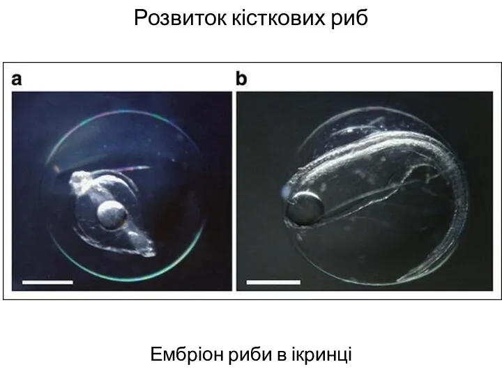 Розвиток кісткових риб Ембріон риби в ікринці