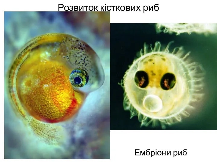 Розвиток кісткових риб Ембріони риб