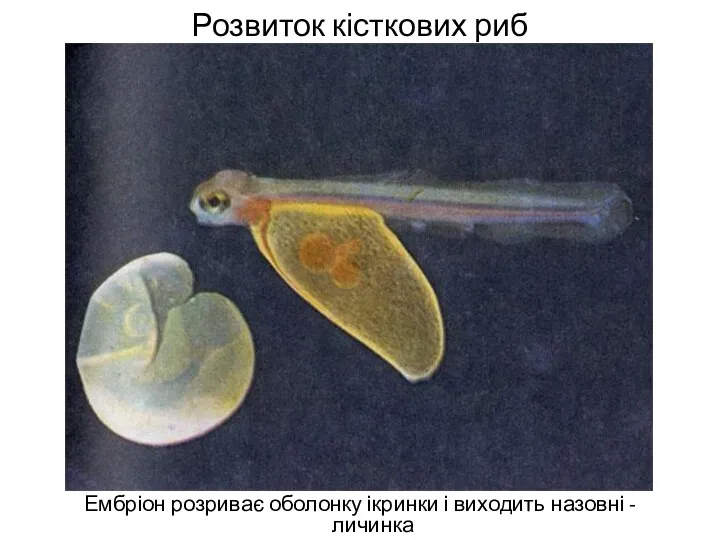 Розвиток кісткових риб Ембріон розриває оболонку ікринки і виходить назовні - личинка