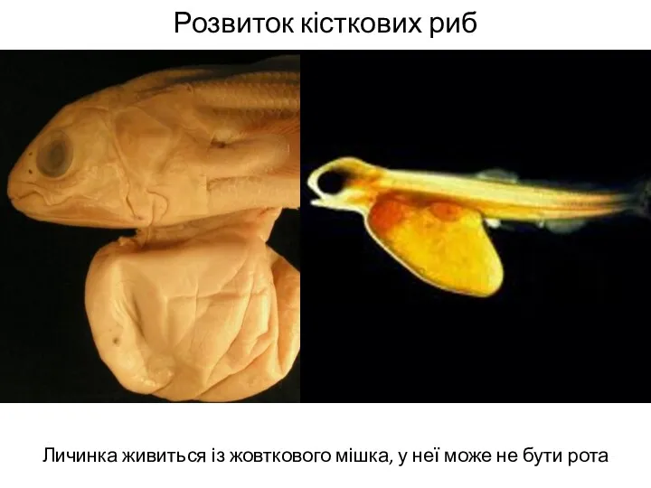 Розвиток кісткових риб Личинка живиться із жовткового мішка, у неї може не бути рота