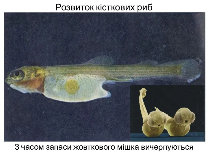 Розвиток кісткових риб З часом запаси жовткового мішка вичерпуються
