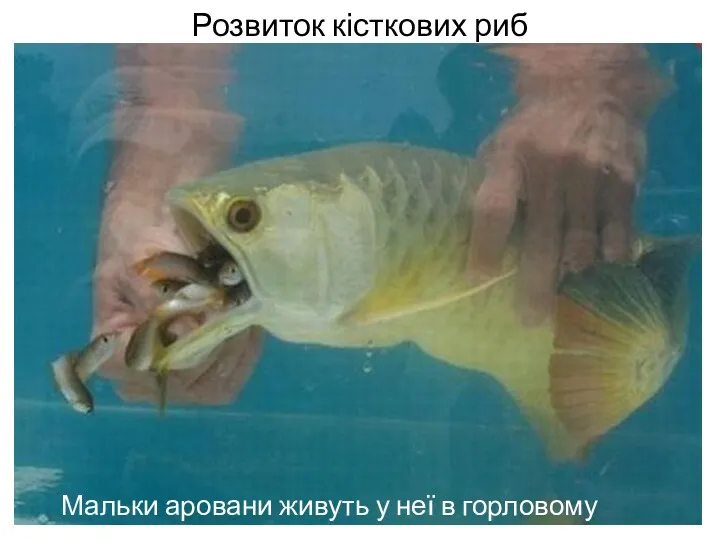 Розвиток кісткових риб Мальки аровани живуть у неї в горловому мішку