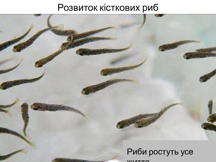 Розвиток кісткових риб Риби ростуть усе життя