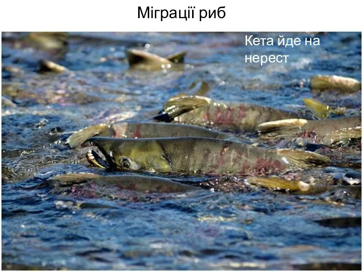 Міграції риб Кета йде на нерест