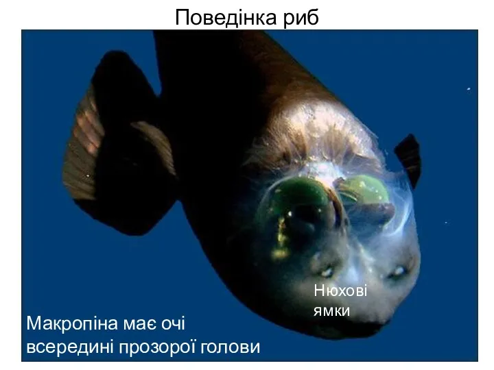 Поведінка риб Макропіна має очі всередині прозорої голови Нюхові ямки