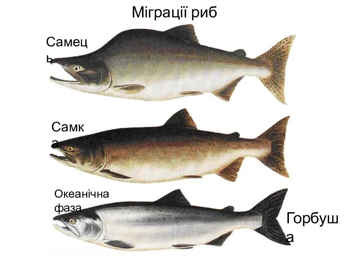 Міграції риб Самець Самка Океанічна фаза Горбуша
