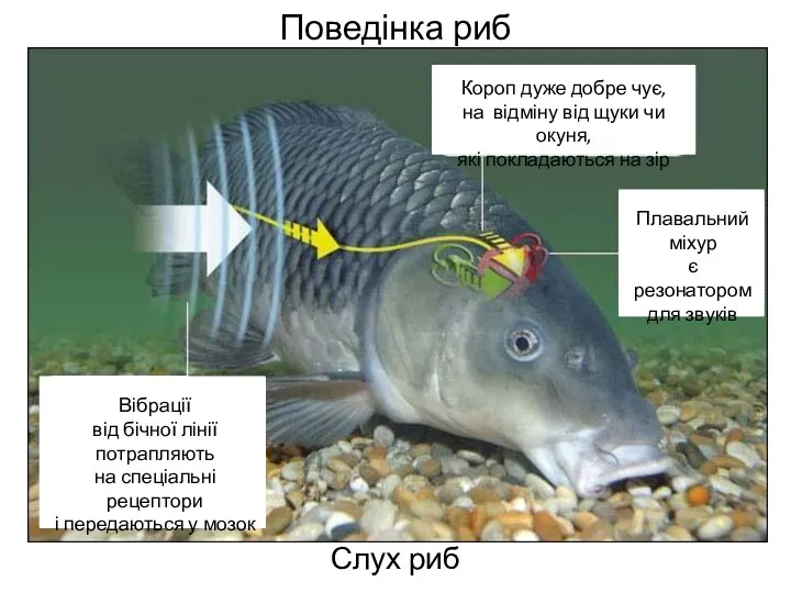 Поведінка риб Слух риб Вібрації від бічної лінії потрапляють на