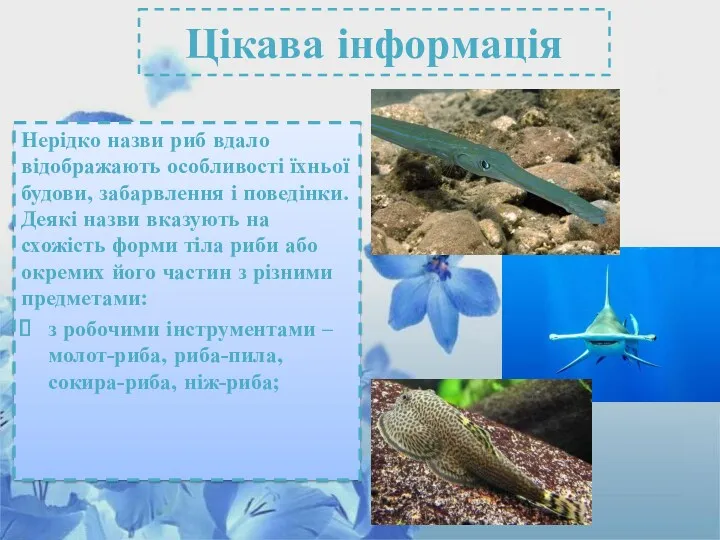 Цікава інформація Нерідко назви риб вдало відображають особливості їхньої будови,