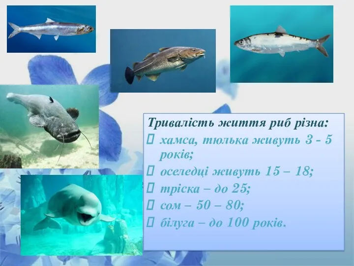 Тривалість життя риб різна: хамса, тюлька живуть 3 - 5