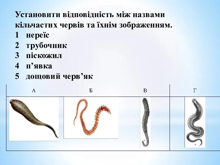 Установити відповідність між назвами кільчастих червів та їхнім зображенням. 1