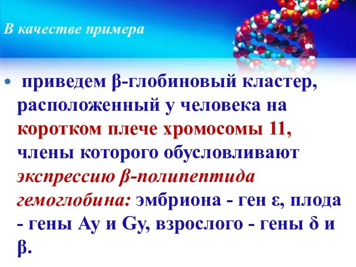 В качестве примера приведем β-глобиновый кластер, расположенный у человека на