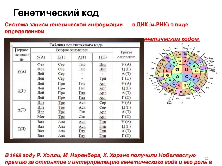 Генетический код Система записи генетической информации в ДНК (и-РНК) в