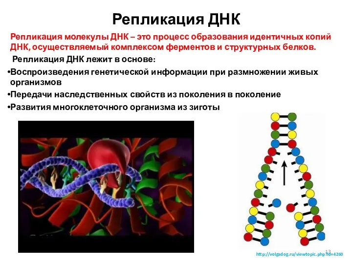 Репликация ДНК Репликация молекулы ДНК – это процесс образования идентичных