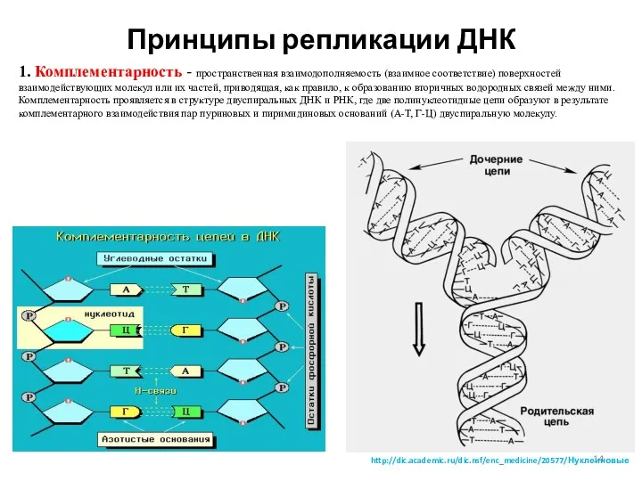 Принципы репликации ДНК 1. Комплементарность - пространственная взаимодополняемость (взаимное соответствие)