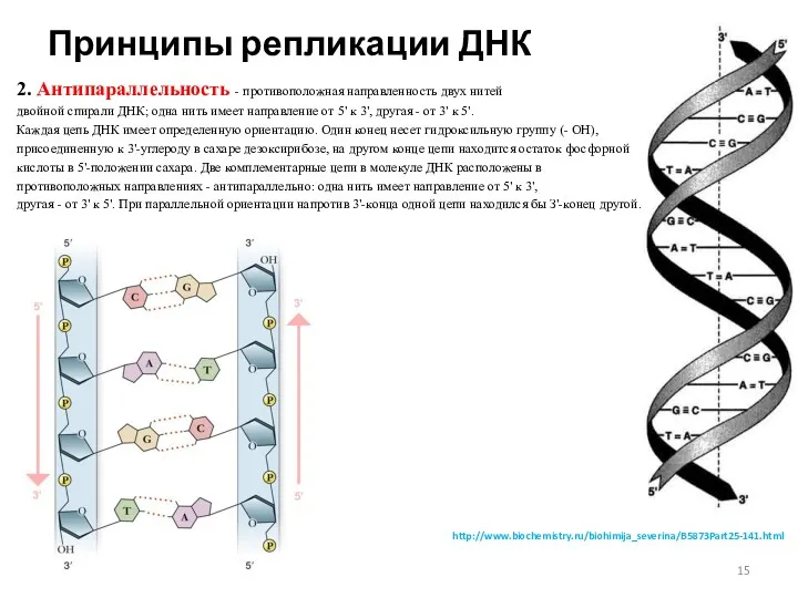 Принципы репликации ДНК 2. Антипараллельность - противоположная направленность двух нитей