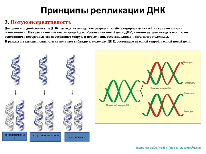 Принципы репликации ДНК 3. Полуконсервативность Две цепи исходной молекулы ДНК