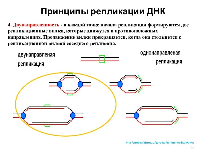 Принципы репликации ДНК 4. Двунаправленность - в каждой точке начала