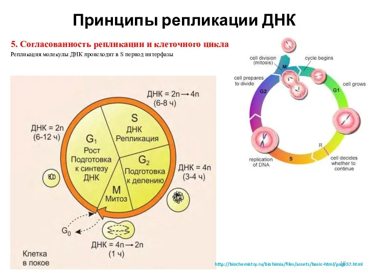 Принципы репликации ДНК 5. Согласованность репликации и клеточного цикла Репликация