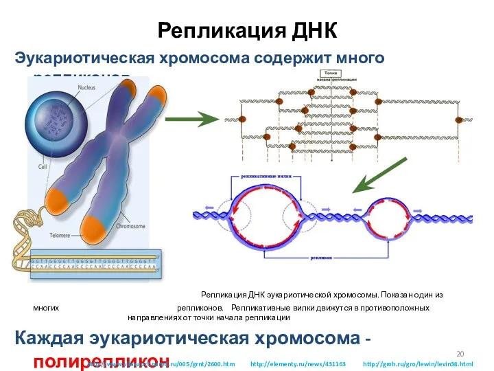 Репликация ДНК Эукариотическая хромосома содержит много репликонов. Репликация ДНК эукариотической