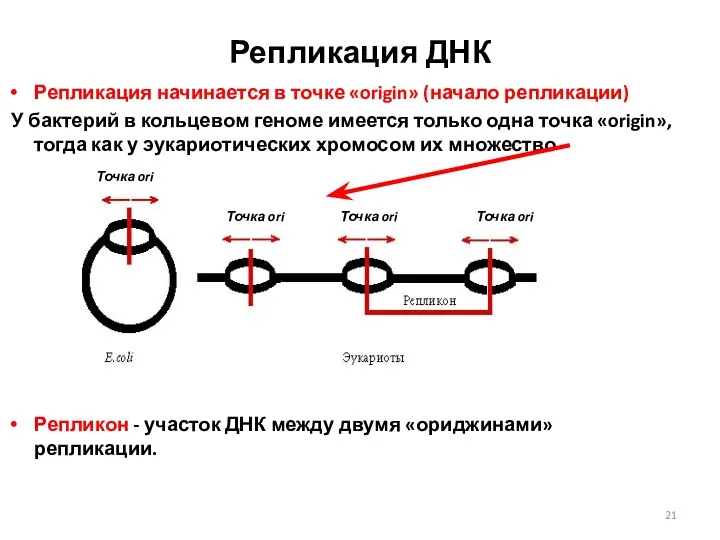 Репликация ДНК Репликация начинается в точке «origin» (начало репликации) У