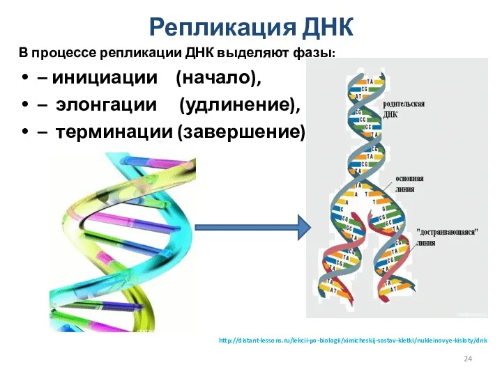 В процессе репликации ДНК выделяют фазы: – инициации (начало), –