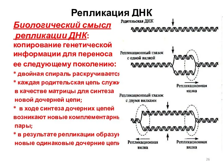 Репликация ДНК Биологический смысл репликации ДНК: копирование генетической информации для