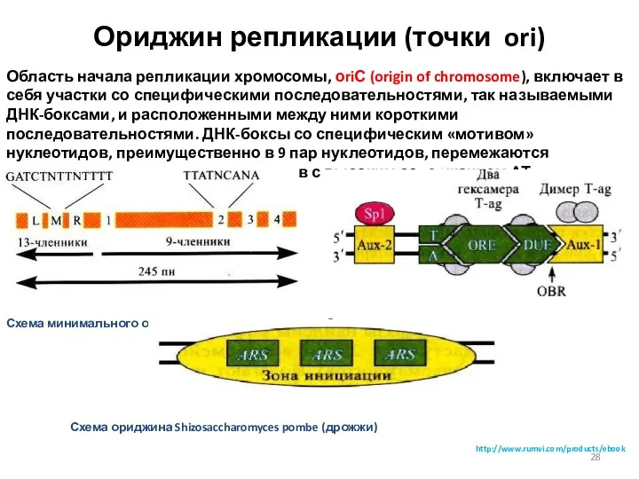 Ориджин репликации (точки ori) Область начала репликации хромосомы, оriС (origin