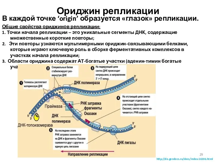 Ориджин репликации В каждой точке ‘origin’ образуется «глазок» репликации. Общие