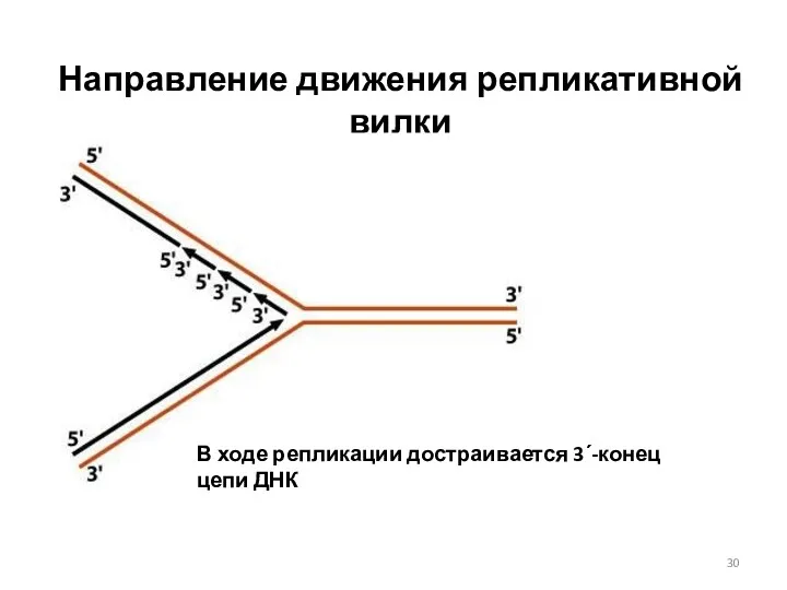 Направление движения репликативной вилки В ходе репликации достраивается 3ʹ-конец цепи ДНК