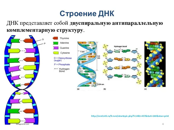 Строение ДНК ДНК представляет собой двуспиральную антипараллельную комплементарную структуру. http://serebniti.ru/forum/viewtopic.php?f=14&t=457&start=180&view=print