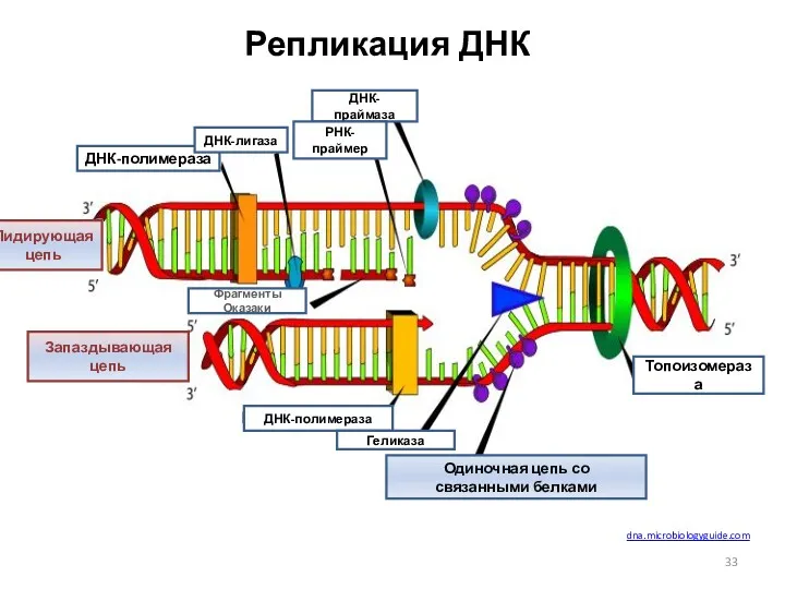 Репликация ДНК dna.microbiologyguide.com ДНК-полимераза ДНК-лигаза ДНК-праймаза РНК-праймер Фрагменты Оказаки ДНК-полимераза