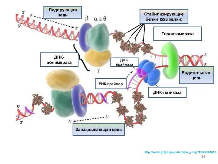 http://www.pdbj.org/eprots/index_en.cgi?PDB%3A3BEP Лидирующая цепь Запаздывающая цепь ДНК-полимераза Топоизомераза Родительская цепь ДНК-праймаза РНК-праймер ДНК-геликаза Стабилизирующие белки (SSB белки)