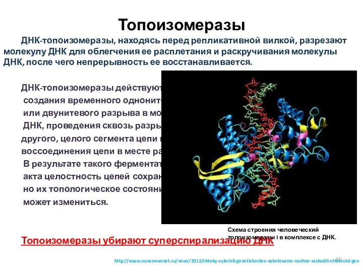 Топоизомеразы ДНК-топоизомеразы, находясь перед репликативной вилкой, разрезают молекулу ДНК для