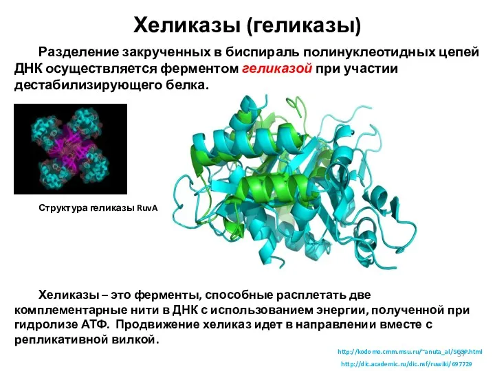 Хеликазы (геликазы) Разделение закрученных в биспираль полинуклеотидных цепей ДНК осуществляется