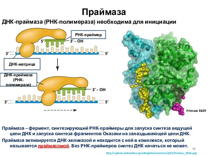 Праймаза ДНК-праймаза (РНК-полимераза) необходима для инициации репликации Праймаза – фермент,