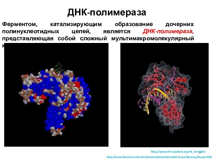 ДНК-полимераза Ферментом, катализирующим образование дочерних полинуклеотидных цепей, является ДНК-полимераза, представляющая собой сложный мультимакромолекулярный комплекс. http://www.biochem.umd.edu/biochem/kahn/bchm465-01/prokdnarep/dnap3.html http://www.strf.ru/photo.aspx?d_no=15831