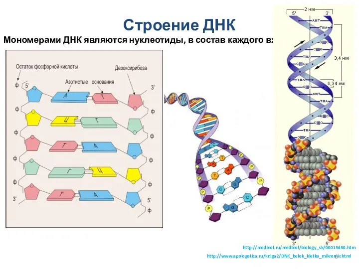 Строение ДНК Мономерами ДНК являются нуклеотиды, в состав каждого входят: http://www.apologetica.ru/kniga2/DNK_belok_kletka_mikromir.html http://medbiol.ru/medbiol/biology_sk/00015d50.htm