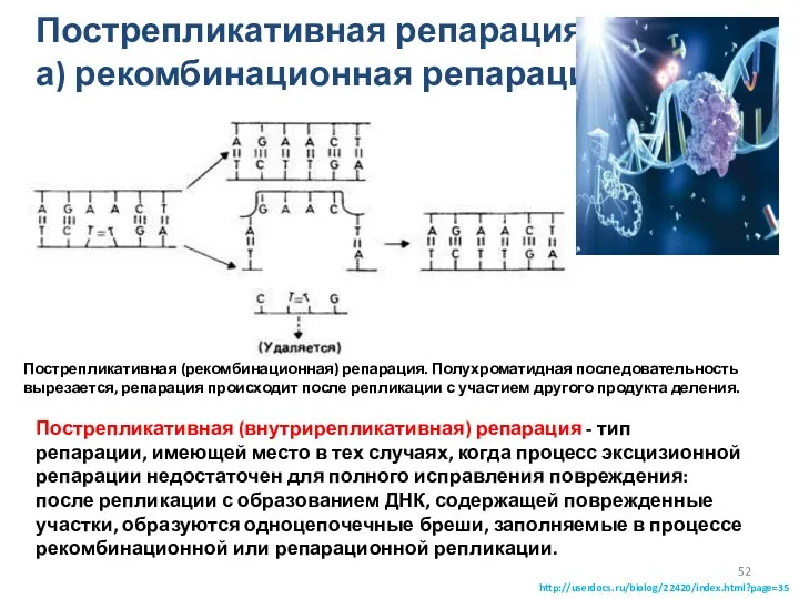 Пострепликативная репарация а) рекомбинационная репарация Пострепликативная (рекомбинационная) репарация. Полухроматидная последовательность