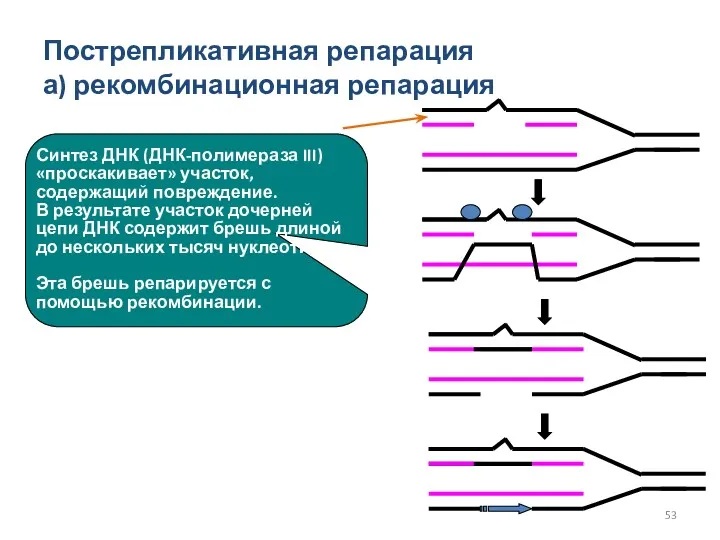 Пострепликативная репарация а) рекомбинационная репарация Синтез ДНК (ДНК-полимераза III) «проскакивает»