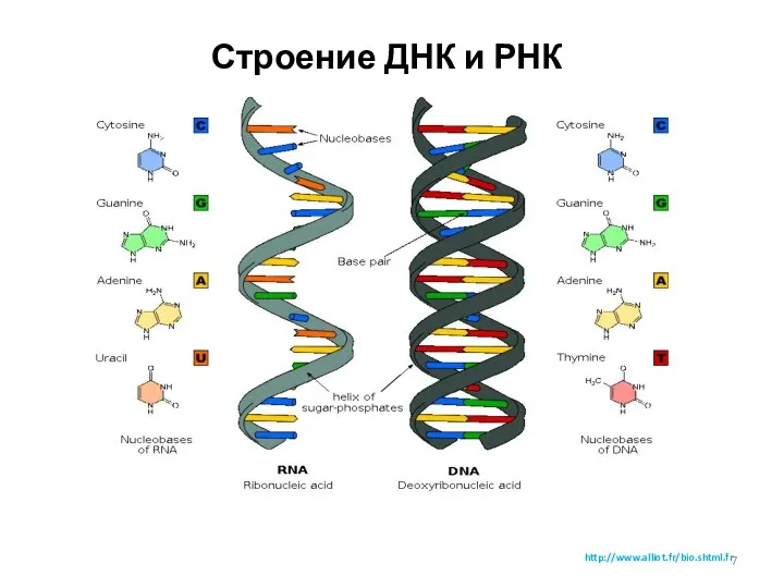 Строение ДНК и РНК http://www.alliot.fr/bio.shtml.fr